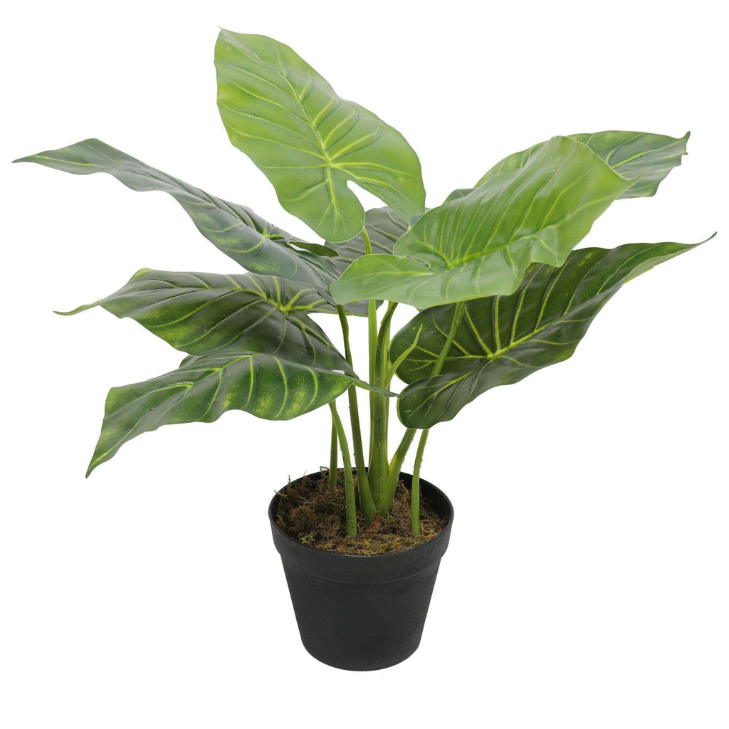 Taro Verde — 55cm Artificial Plant